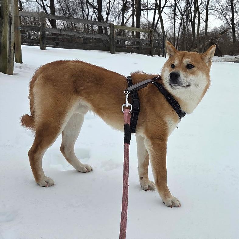 Enlarge Yuki, a Adoptable Shiba Inu in West Chester, PA image 6/6