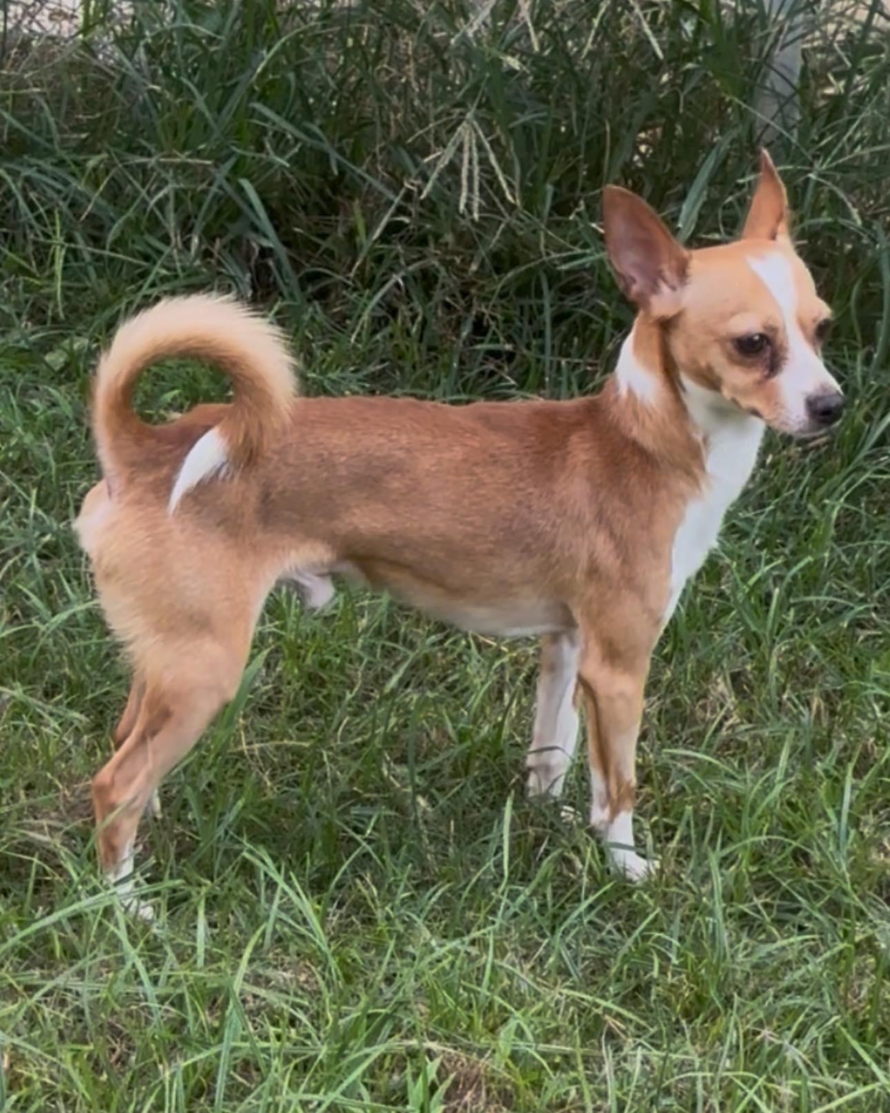 Enlarge Louie, a Adoptable Chihuahua in Vidor, TX image 1/4
