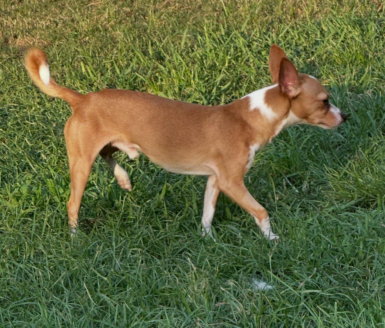 Enlarge Louie, a Adoptable Chihuahua in Vidor, TX image 3/4