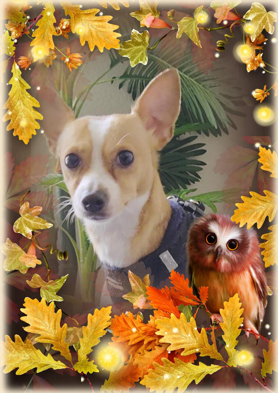 Enlarge Louie, a Adoptable Chihuahua in Vidor, TX image 4/4