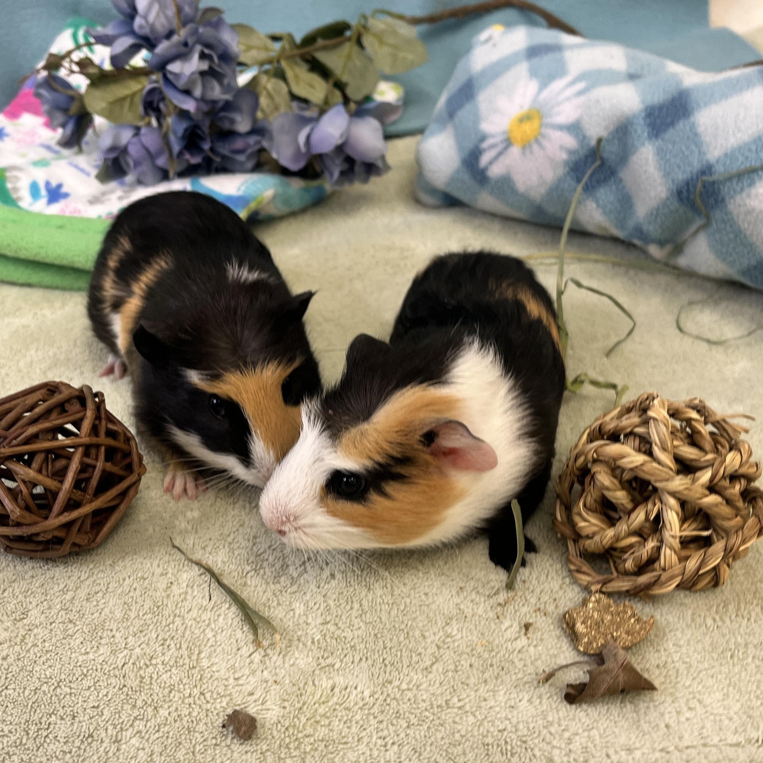 Enlarge Croissant & Brioche (bonded males), a ADOPTABLE Abyssinian in Oakland, CA image 4/6