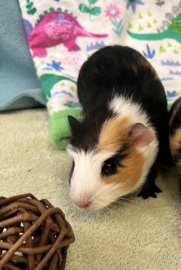 Enlarge Croissant & Brioche (bonded males), a ADOPTABLE Abyssinian in Oakland, CA image 3/6