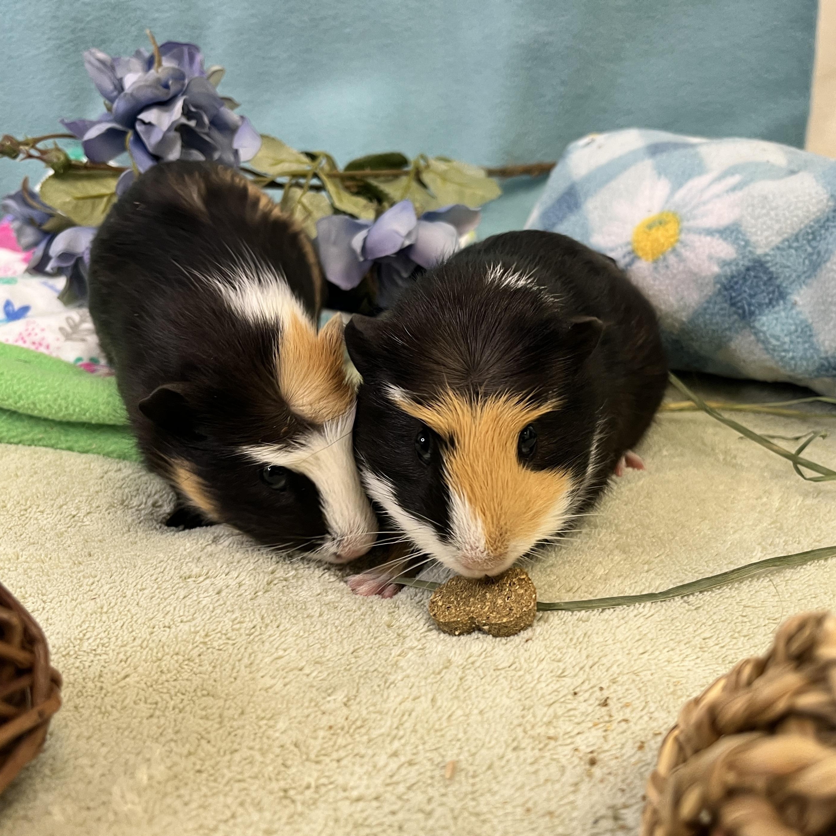Enlarge Croissant & Brioche (bonded males), a ADOPTABLE Abyssinian in Oakland, CA image 1/6