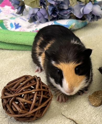 Enlarge Croissant & Brioche (bonded males), a ADOPTABLE Abyssinian in Oakland, CA image 5/6