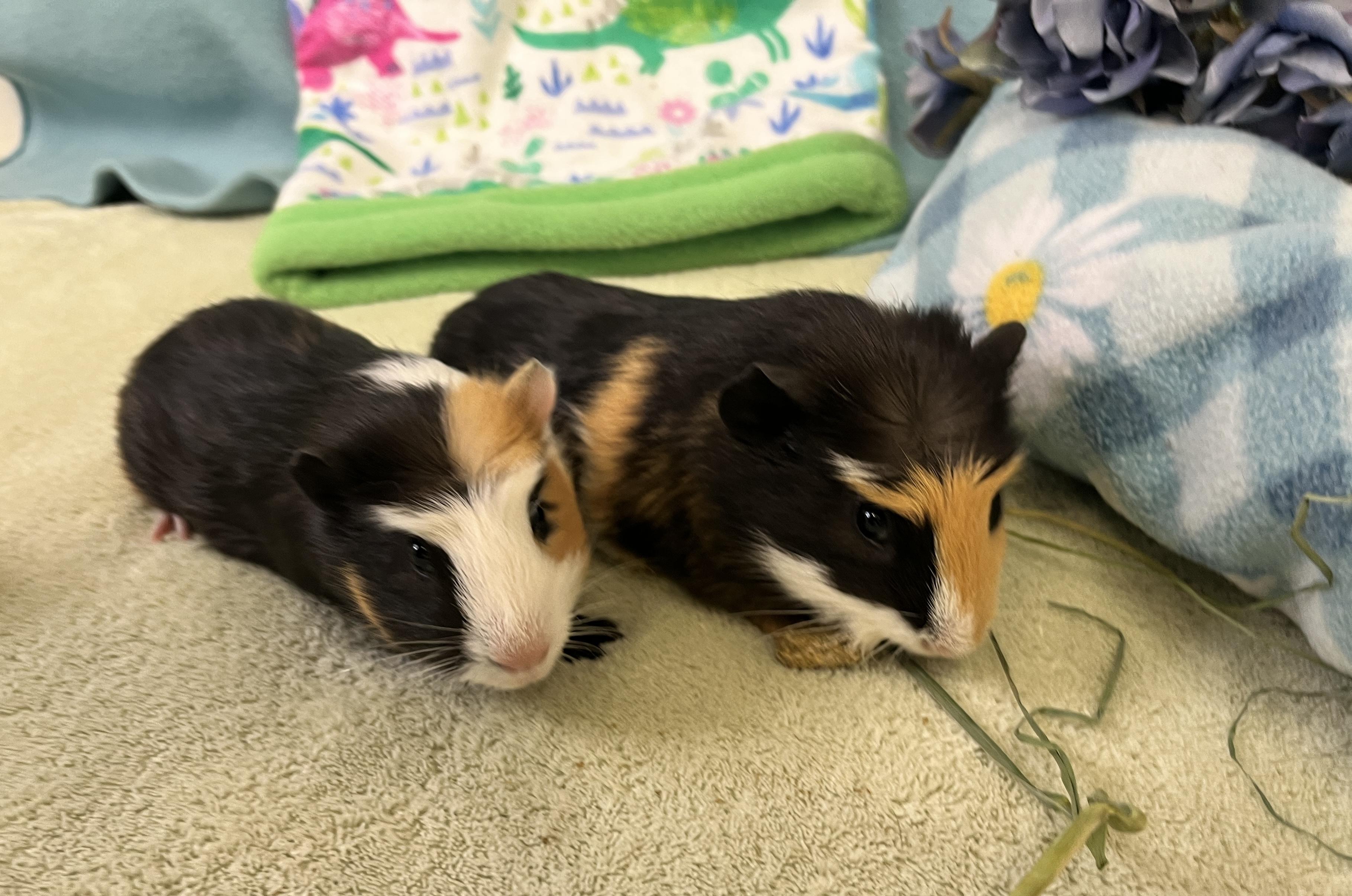 Enlarge Croissant & Brioche (bonded males), a ADOPTABLE Abyssinian in Oakland, CA image 6/6