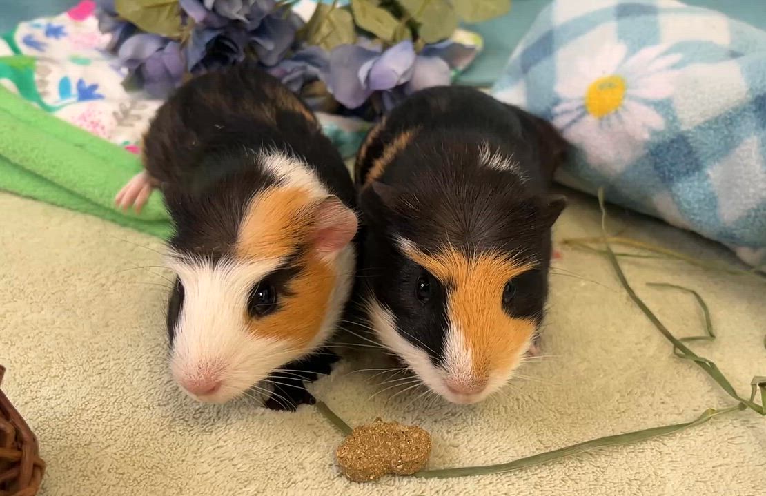 Enlarge Croissant & Brioche (bonded males), a ADOPTABLE Abyssinian in Oakland, CA video 2/6