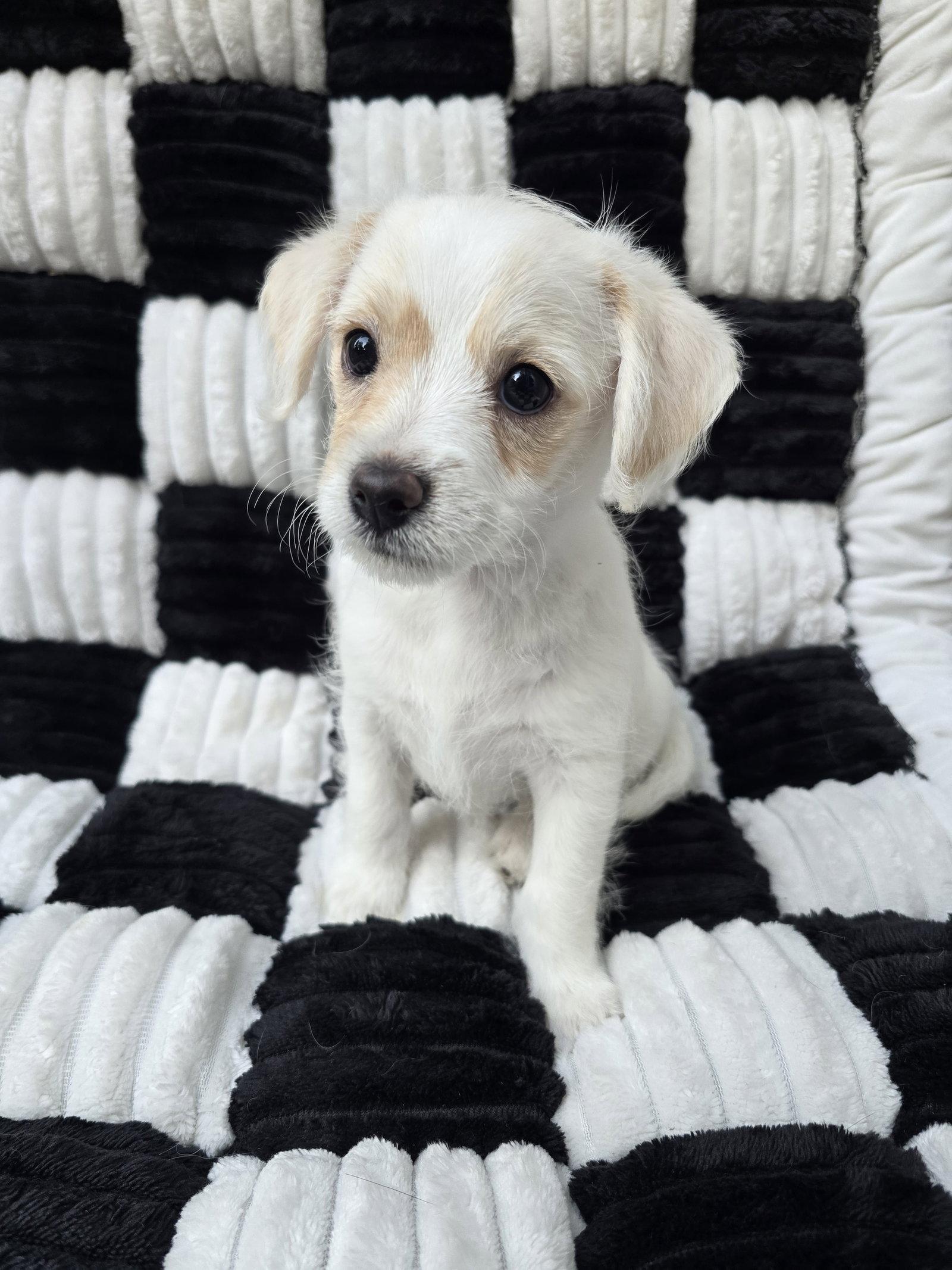 Pearl, Adoptable, Puppy Female Chihuahua.