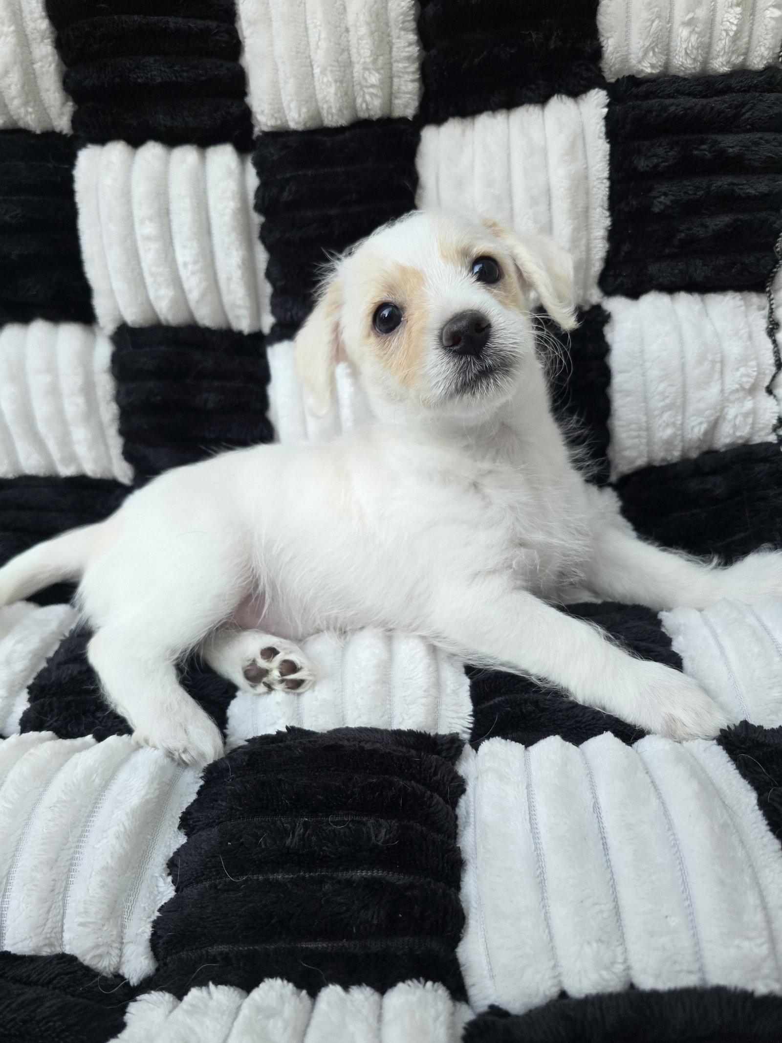 Enlarge Pearl, a Adoptable Chihuahua in San Francisco, CA image 2/3