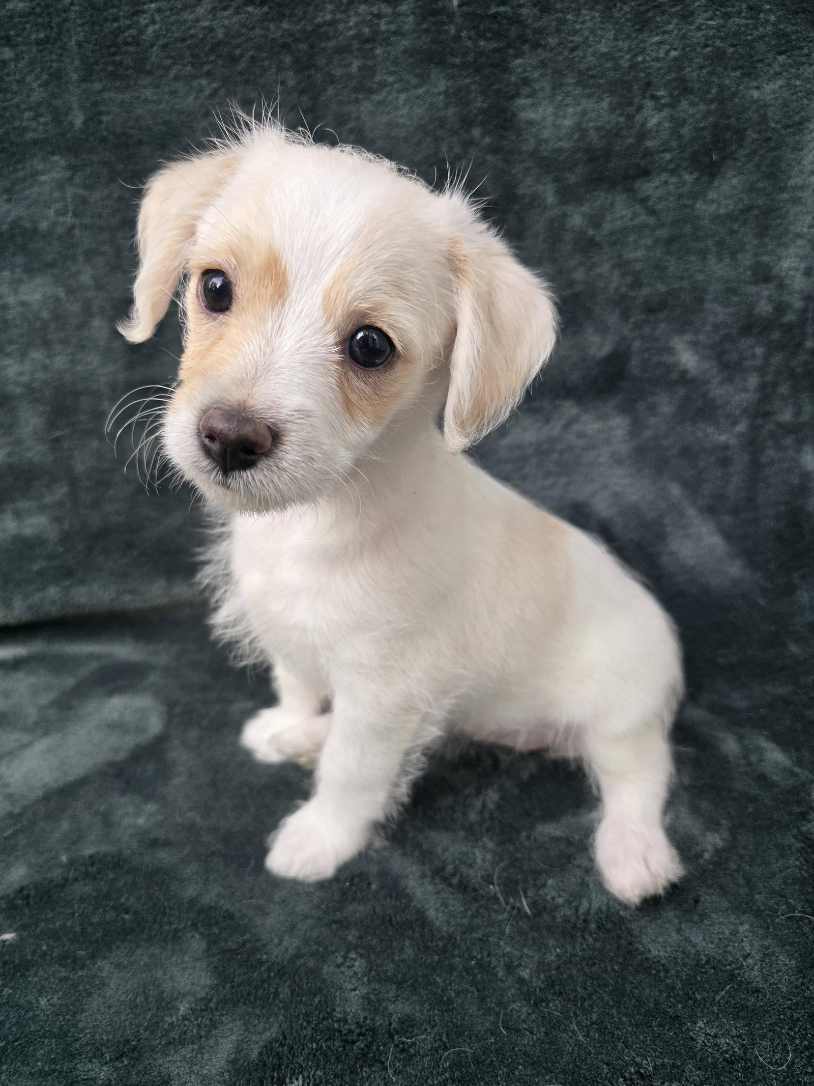 Enlarge Pearl, a Adoptable Chihuahua in San Francisco, CA image 3/3