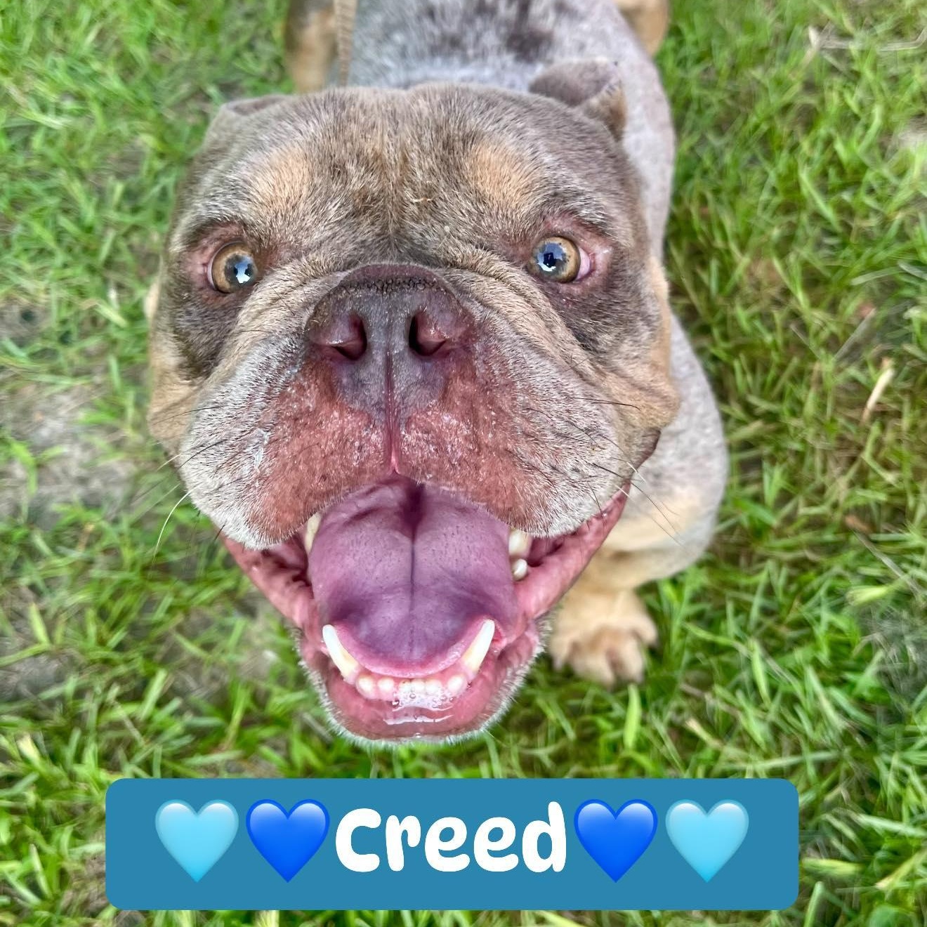 Creed, Adopted, Young Male Bulldog.