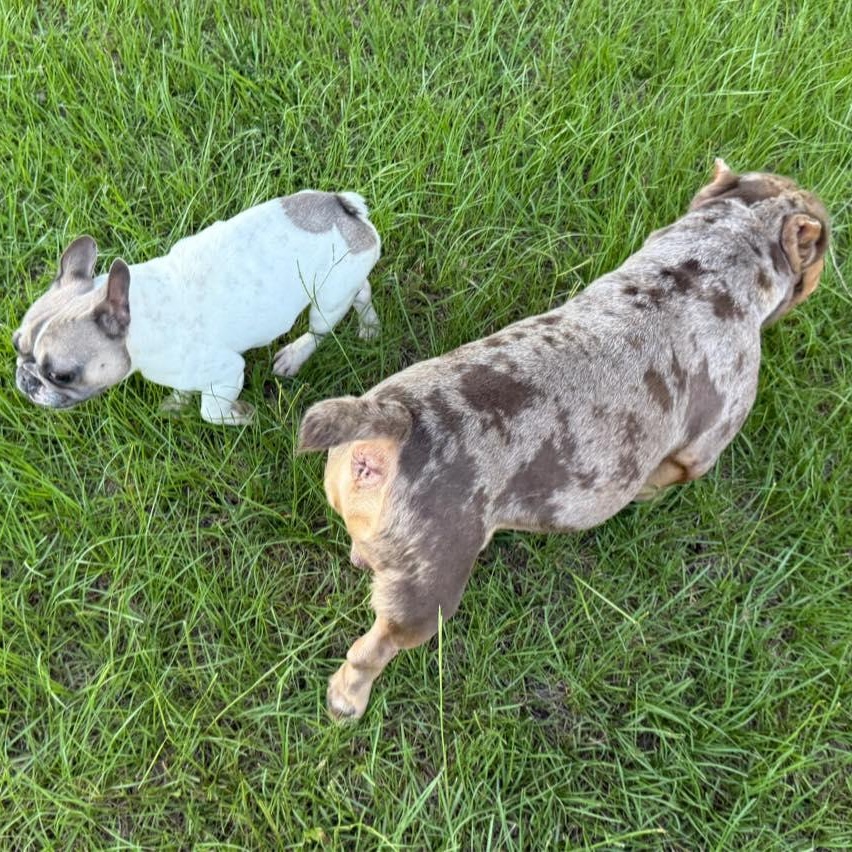 Enlarge Creed, a Adopted mixed breed in Winnfield, LA image 5/5