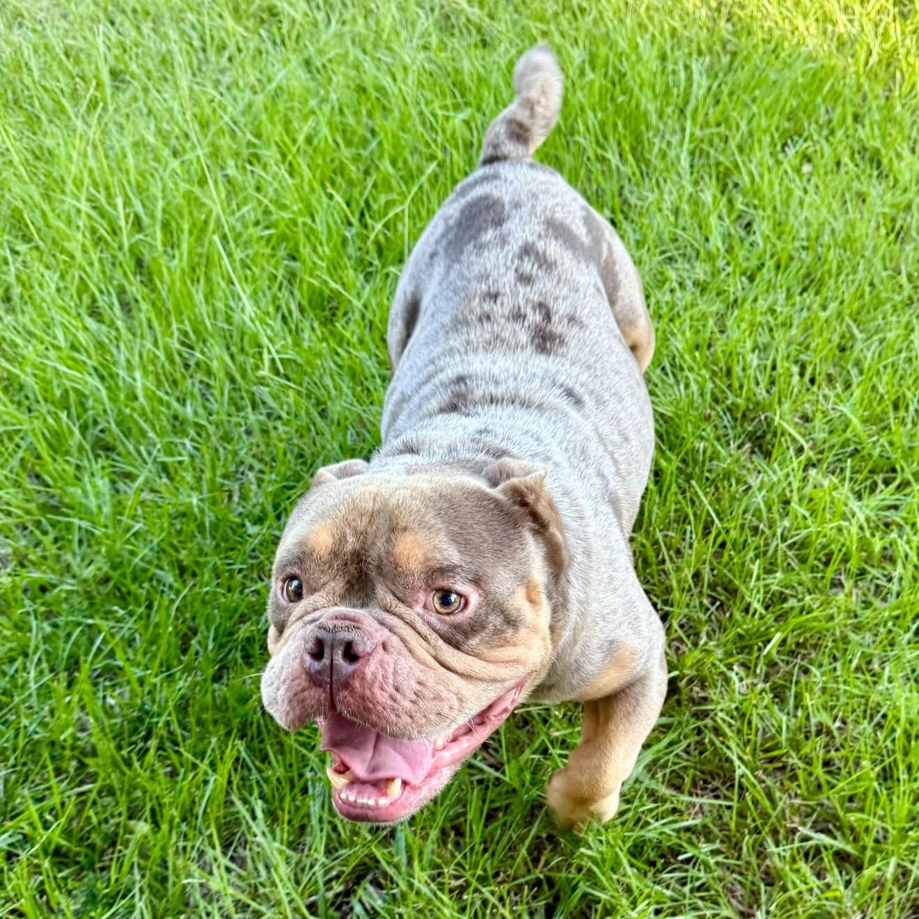 Enlarge Creed, a Adopted mixed breed in Winnfield, LA image 3/5