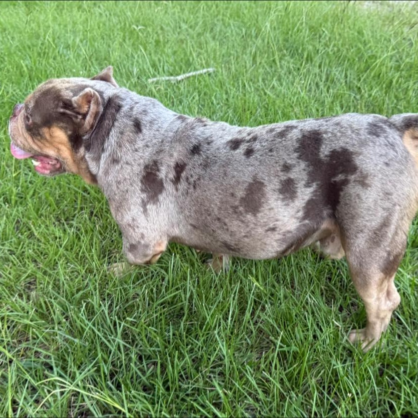 Enlarge Creed, a Adopted mixed breed in Winnfield, LA image 2/5