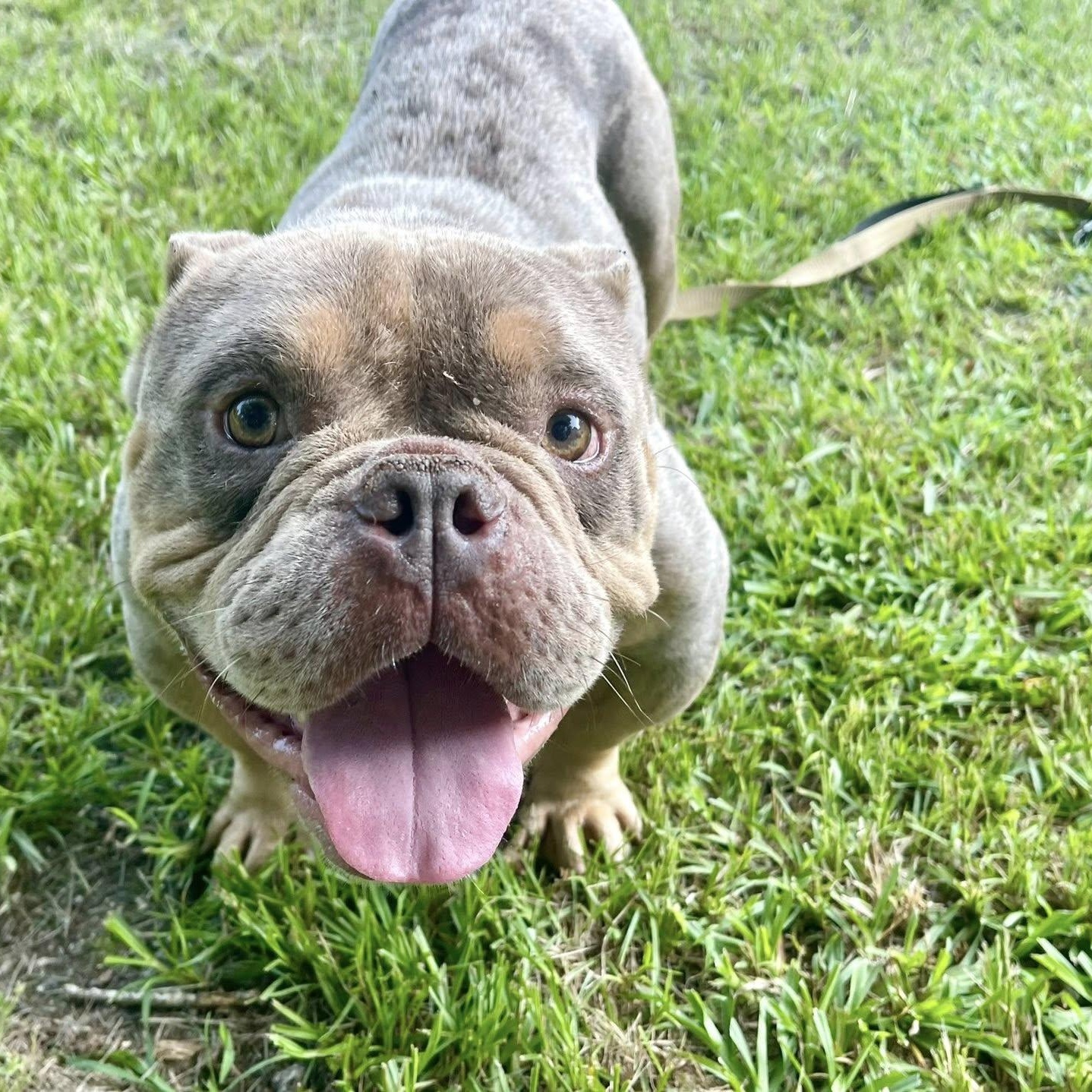 Enlarge Creed, a Adopted mixed breed in Winnfield, LA image 4/5