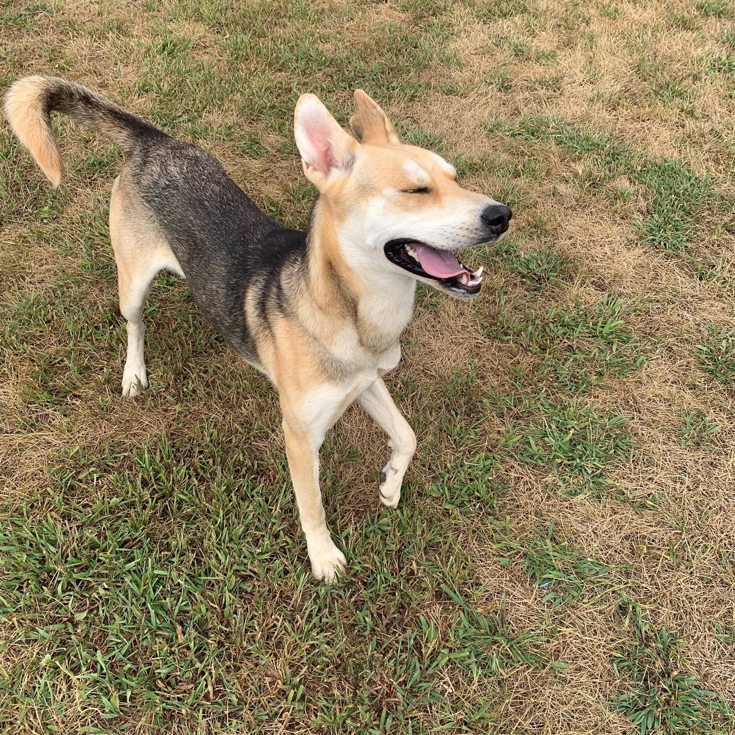 Nutter Butter thumbnail 3