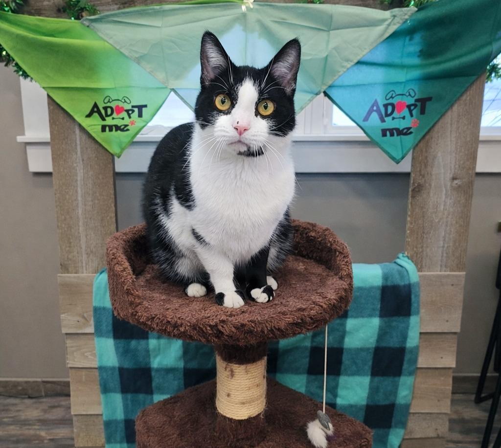 Steve, Adoptable, Young Male Domestic Short Hair.