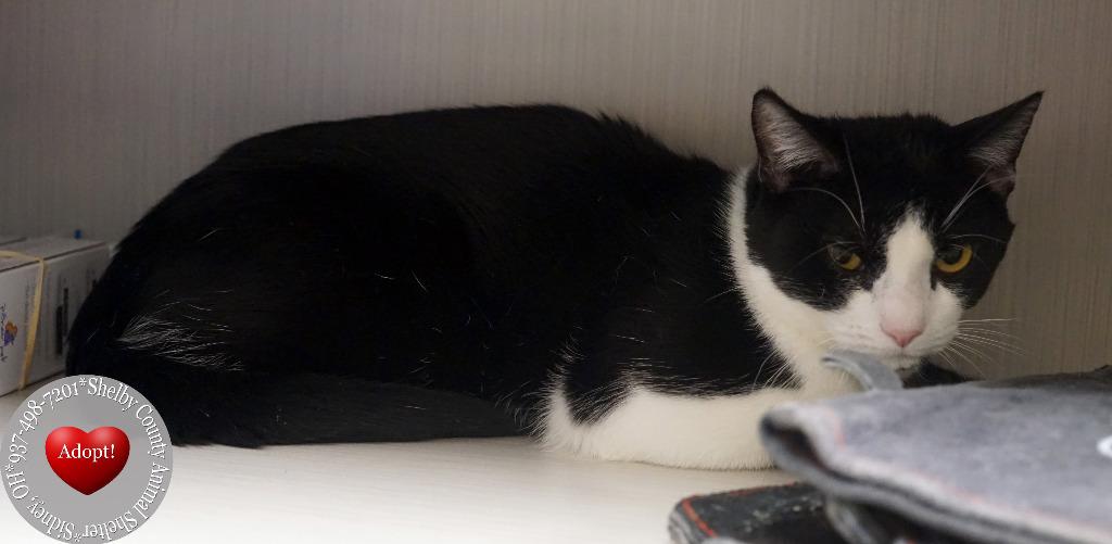 Enlarge Steve, a Adoptable mixed breed in Sidney, OH image 2/6