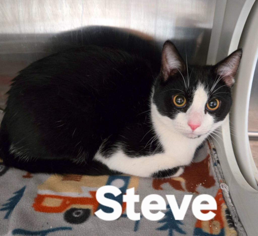 Enlarge Steve, a Adoptable mixed breed in Sidney, OH image 3/6