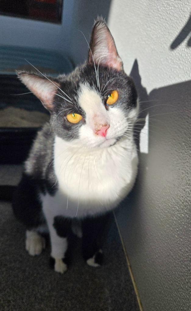 Enlarge Steve, a Adoptable mixed breed in Sidney, OH image 4/6