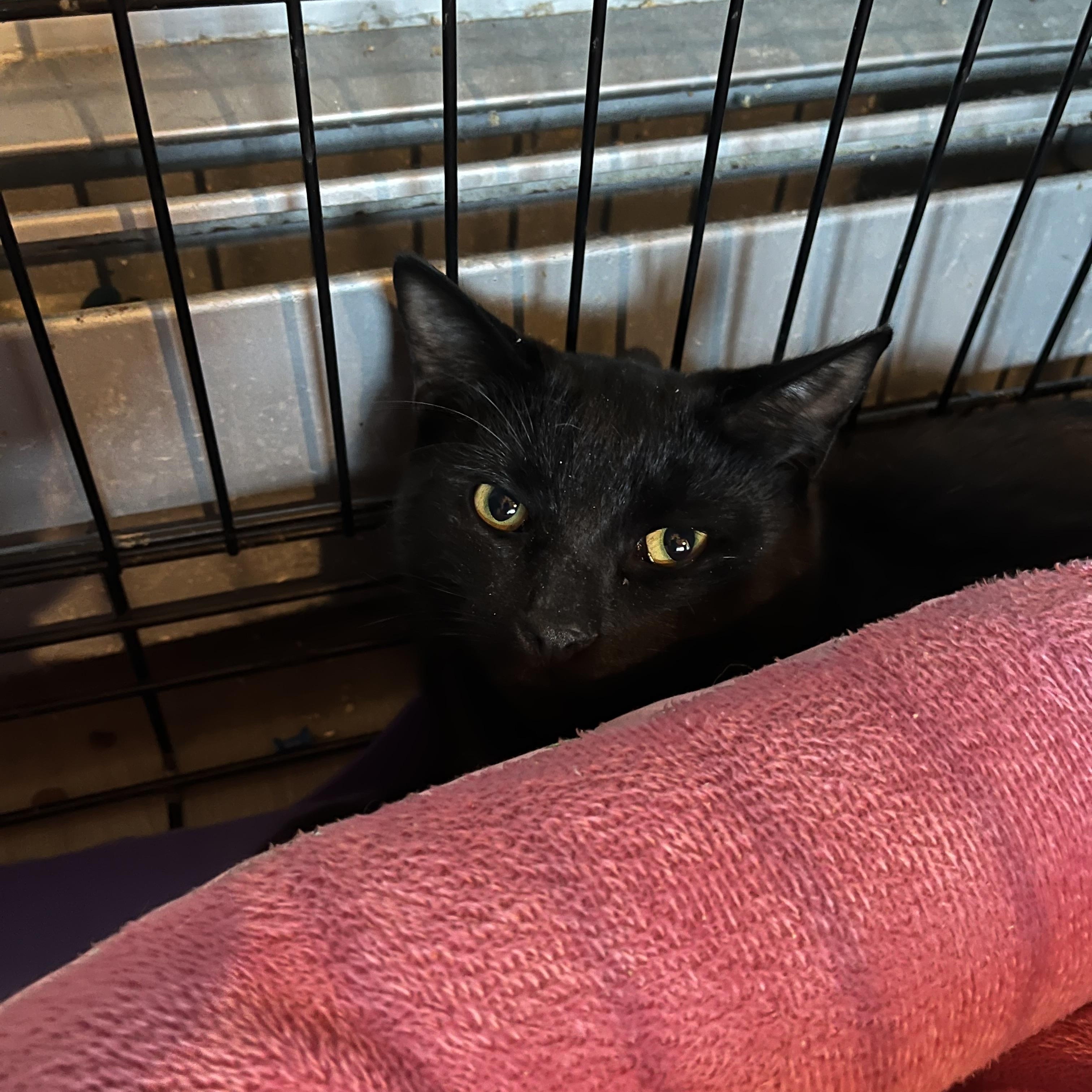 Macaroni, adopted, Kitten Male Domestic Short Hair.