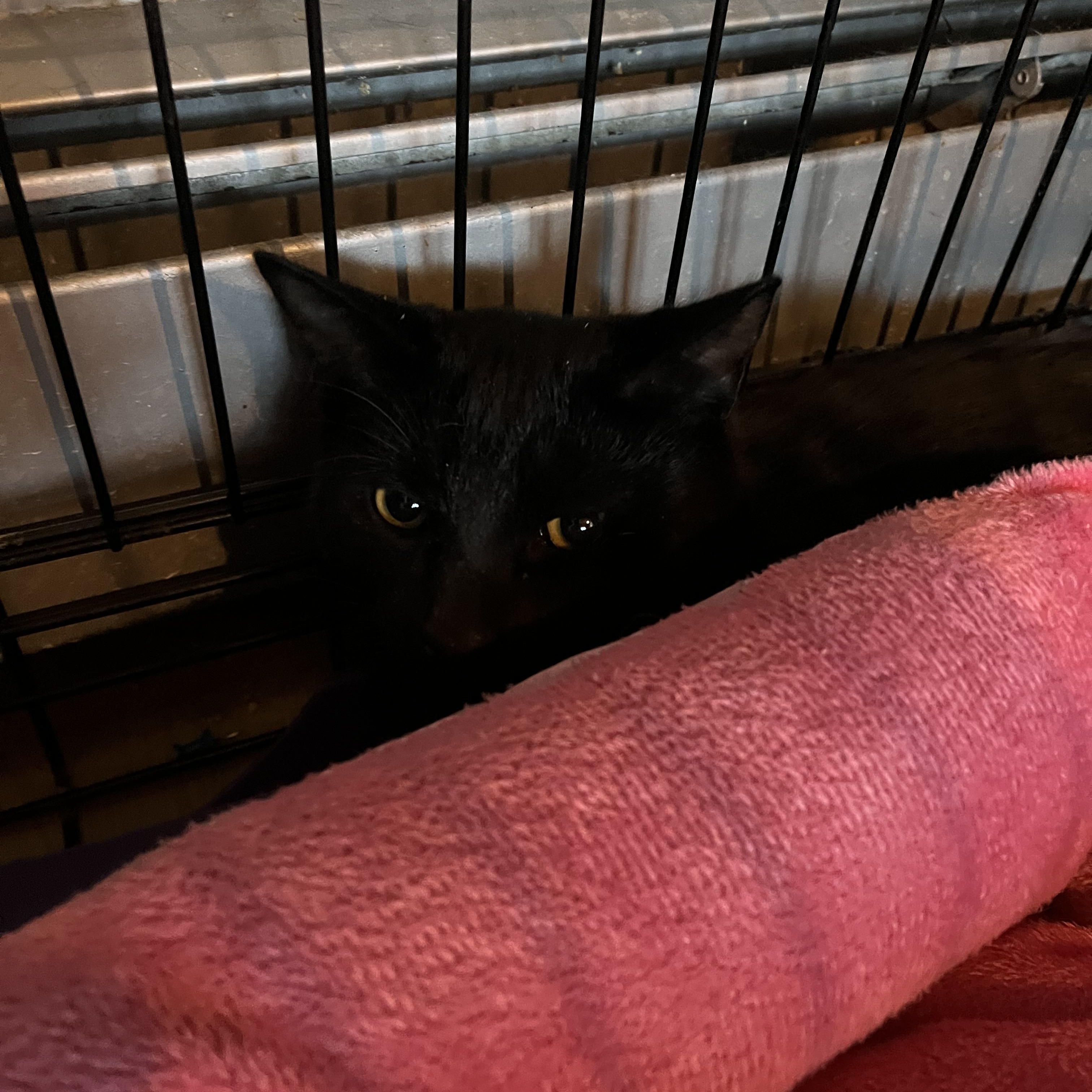 Enlarge Macaroni, an adopted Domestic Short Hair in Salisbury, MA image 5/5