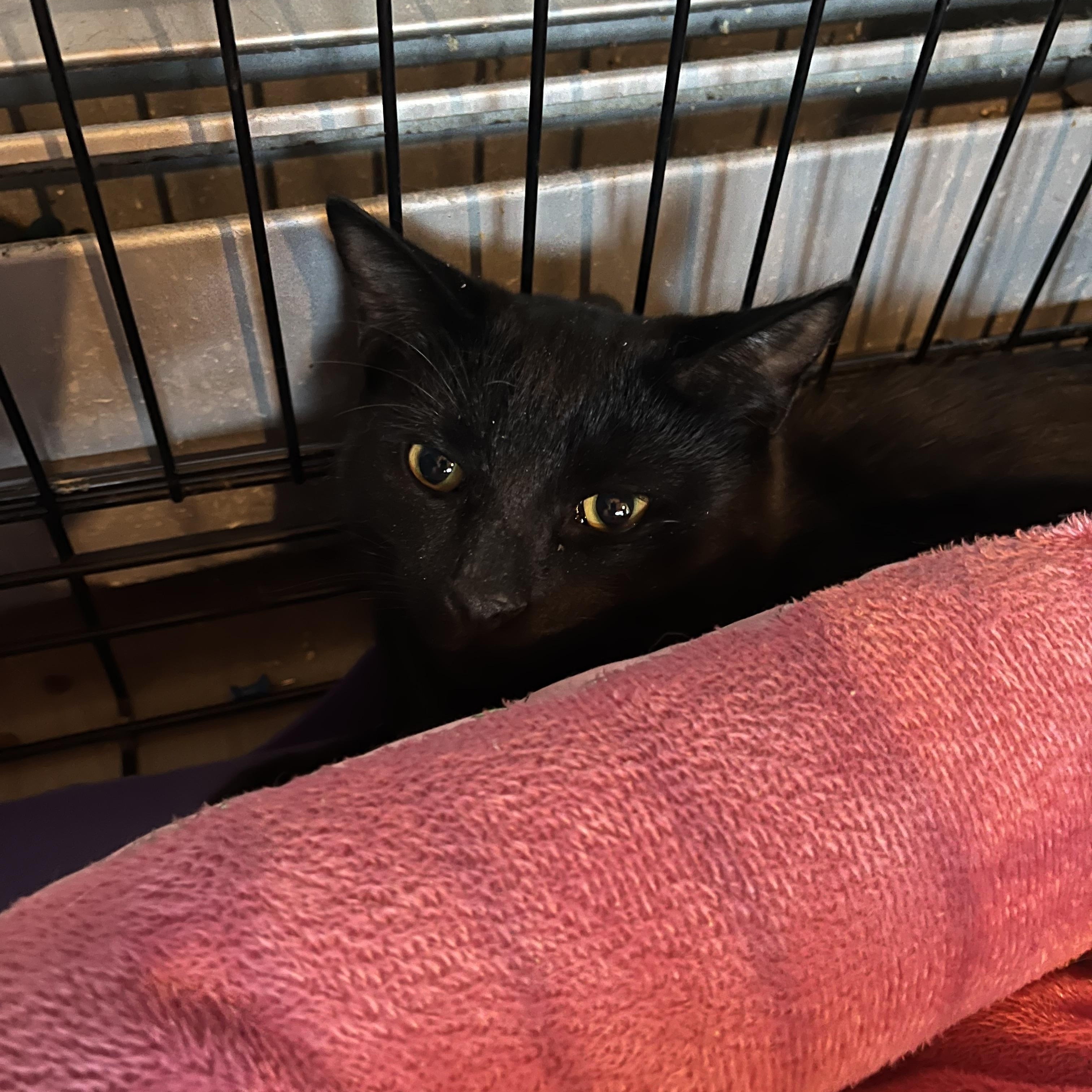Enlarge Macaroni, an adopted Domestic Short Hair in Salisbury, MA image 4/5