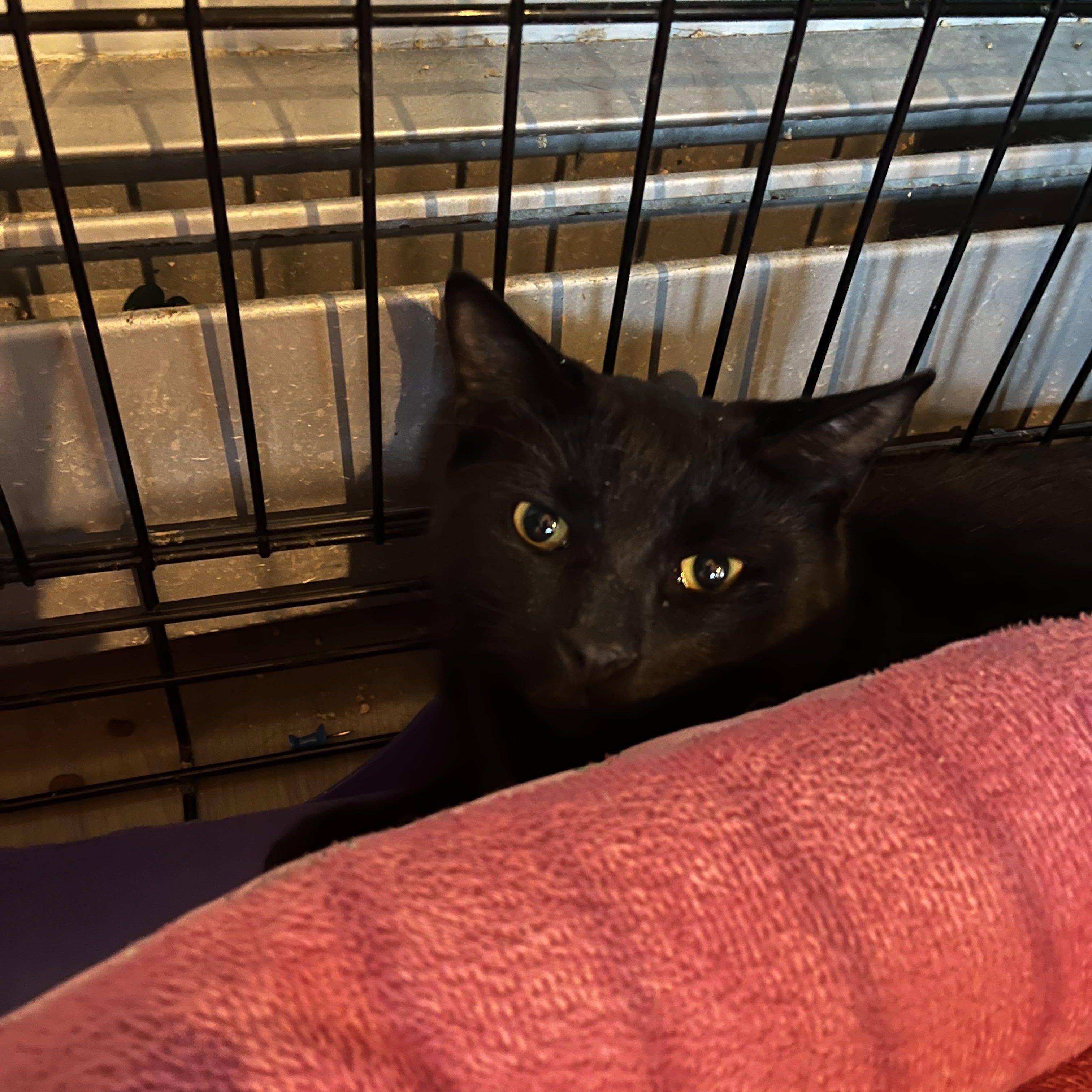 Enlarge Macaroni, an adopted Domestic Short Hair in Salisbury, MA image 2/5