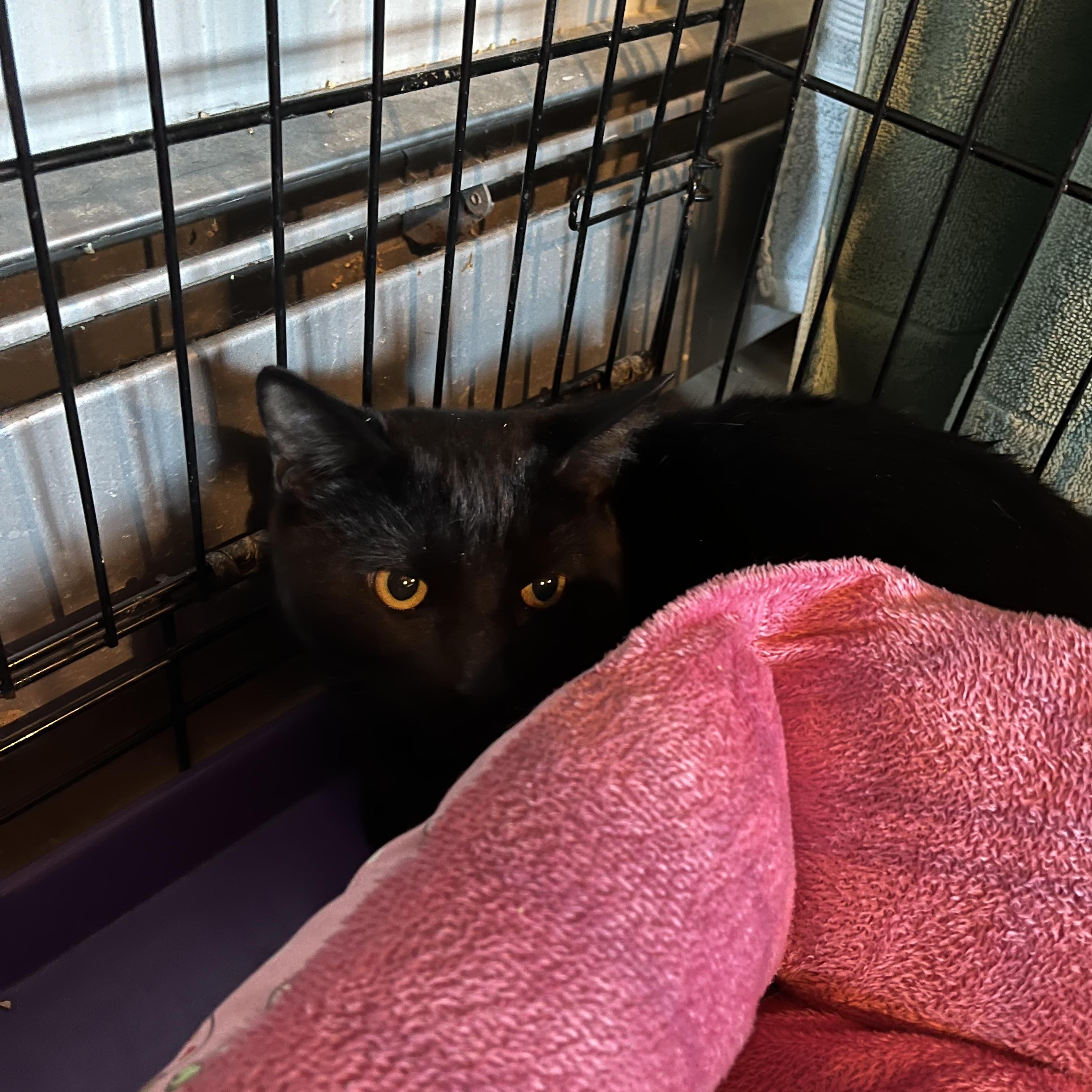 Enlarge Macaroni, an adopted Domestic Short Hair in Salisbury, MA image 3/5