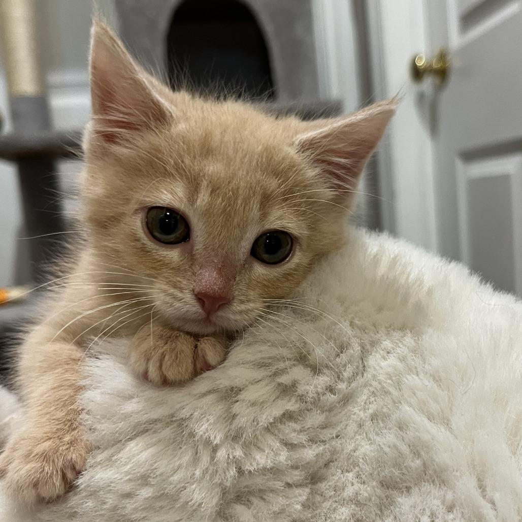 Ozzie, Adoptable, Kitten Male Domestic Medium Hair.