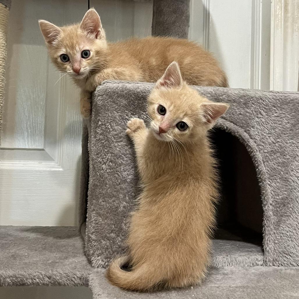 Enlarge Ozzie, a Adoptable Domestic Medium Hair in Layton, UT image 2/3