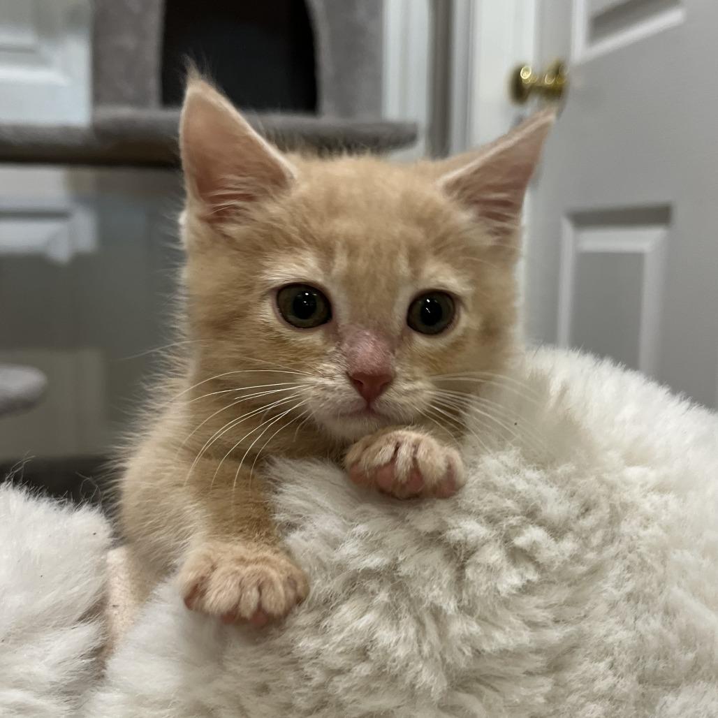 Enlarge Ozzie, a Adoptable Domestic Medium Hair in Layton, UT image 3/3