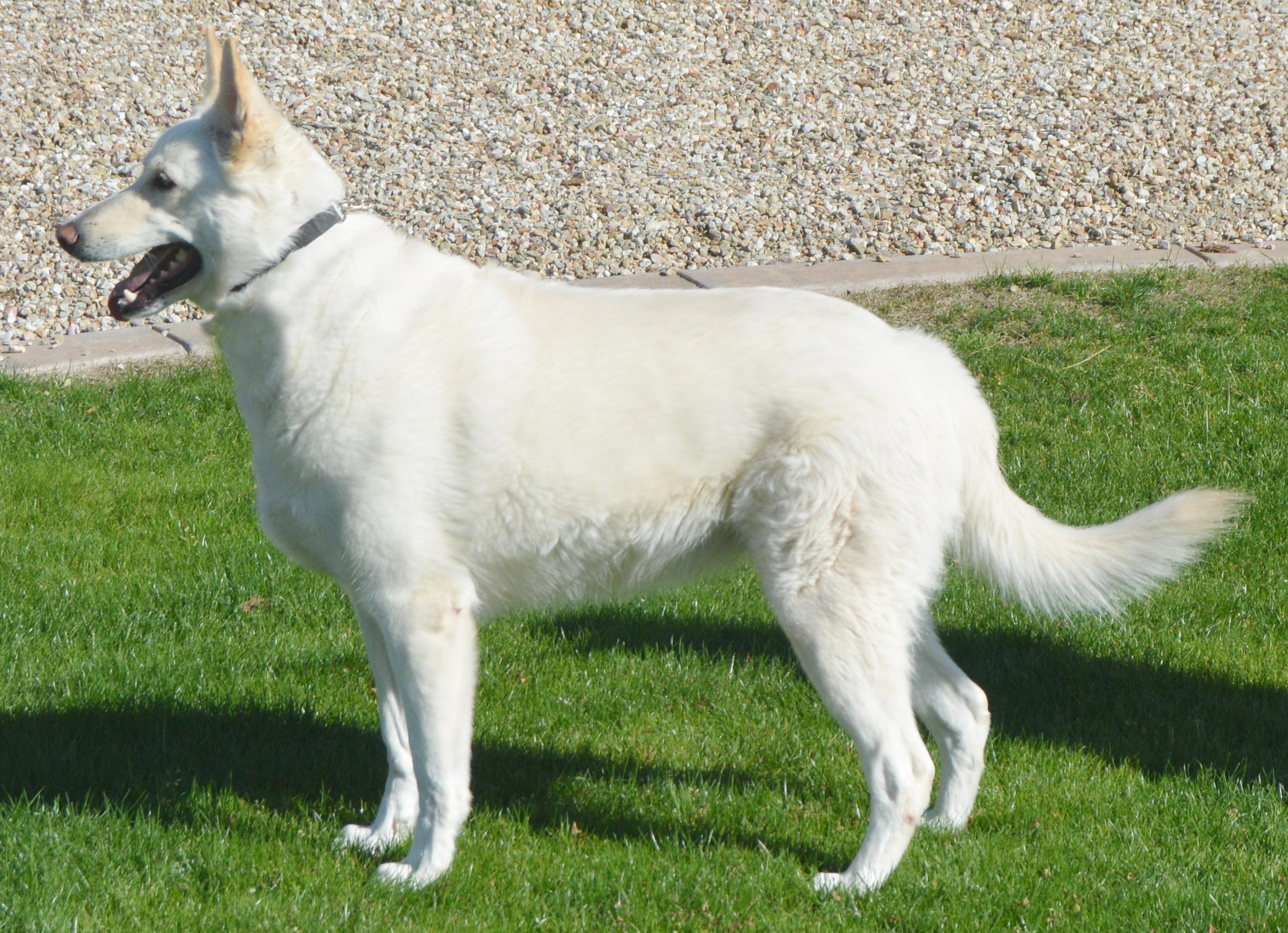 Enlarge Siah, an adopted German Shepherd Dog in Phoenix, AZ image 3/4