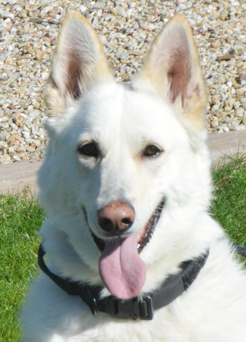 Enlarge Siah, an adopted German Shepherd Dog in Phoenix, AZ image 1/4