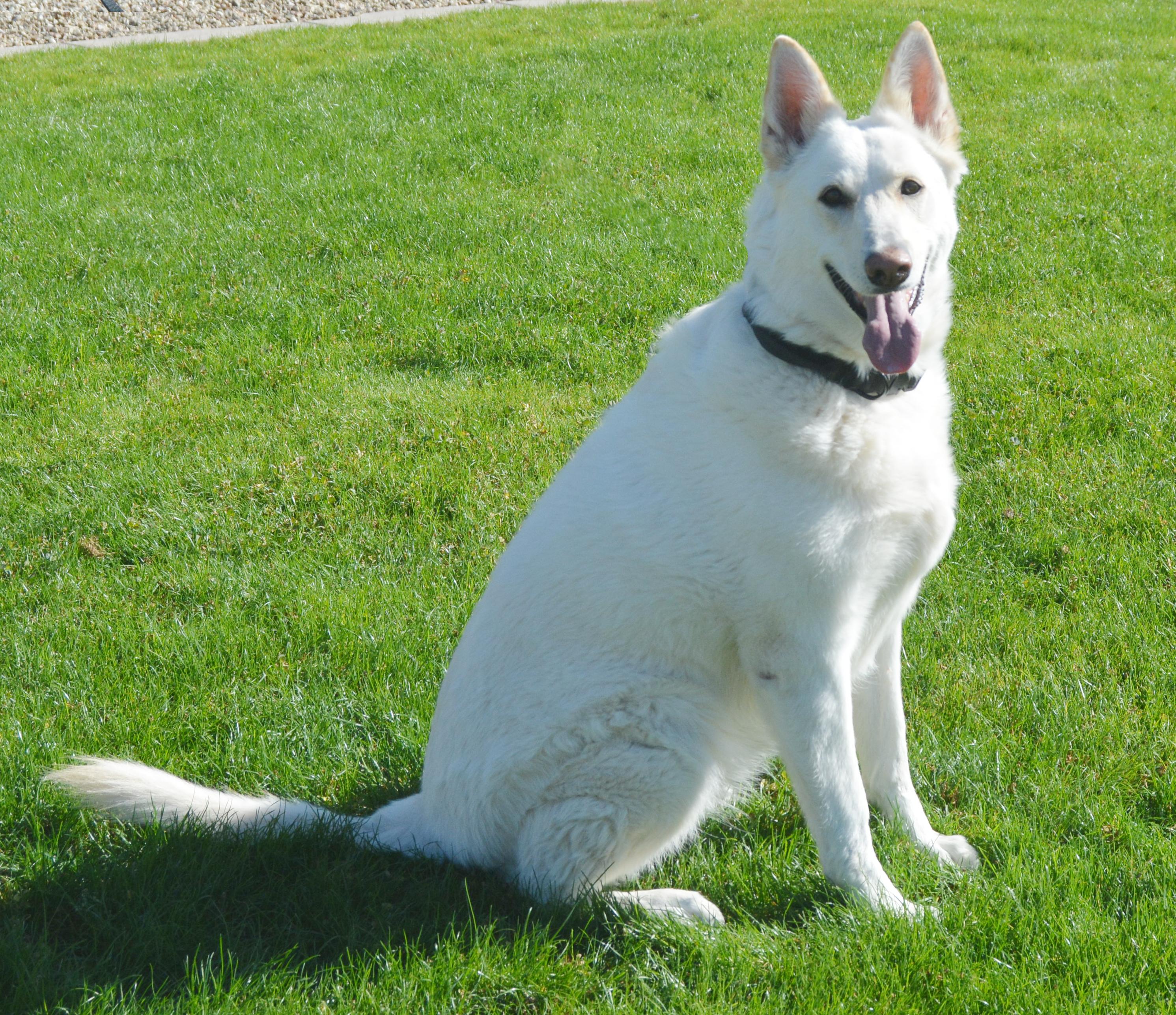 Enlarge Siah, an adopted German Shepherd Dog in Phoenix, AZ image 2/4