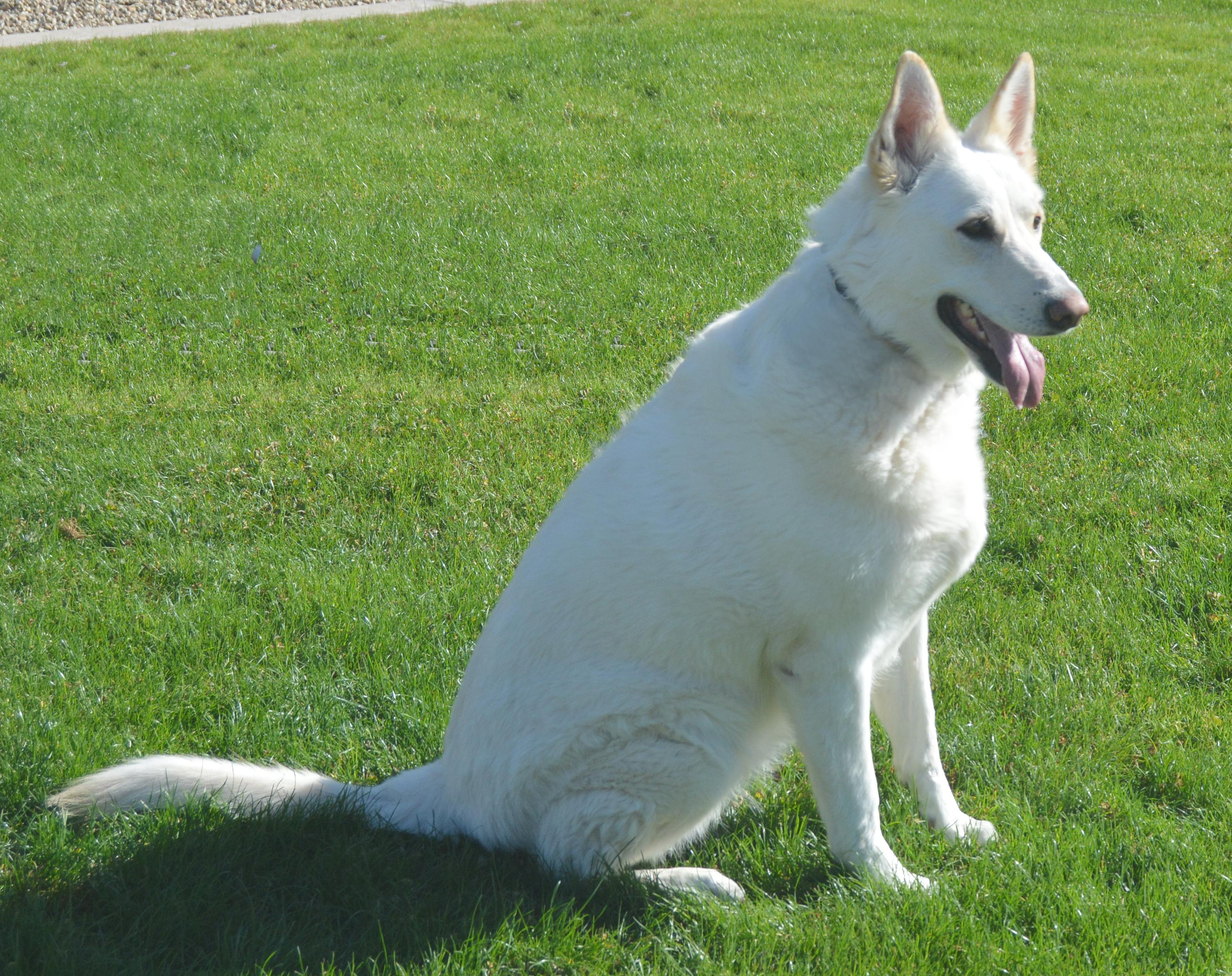 Enlarge Siah, an adopted German Shepherd Dog in Phoenix, AZ image 4/4