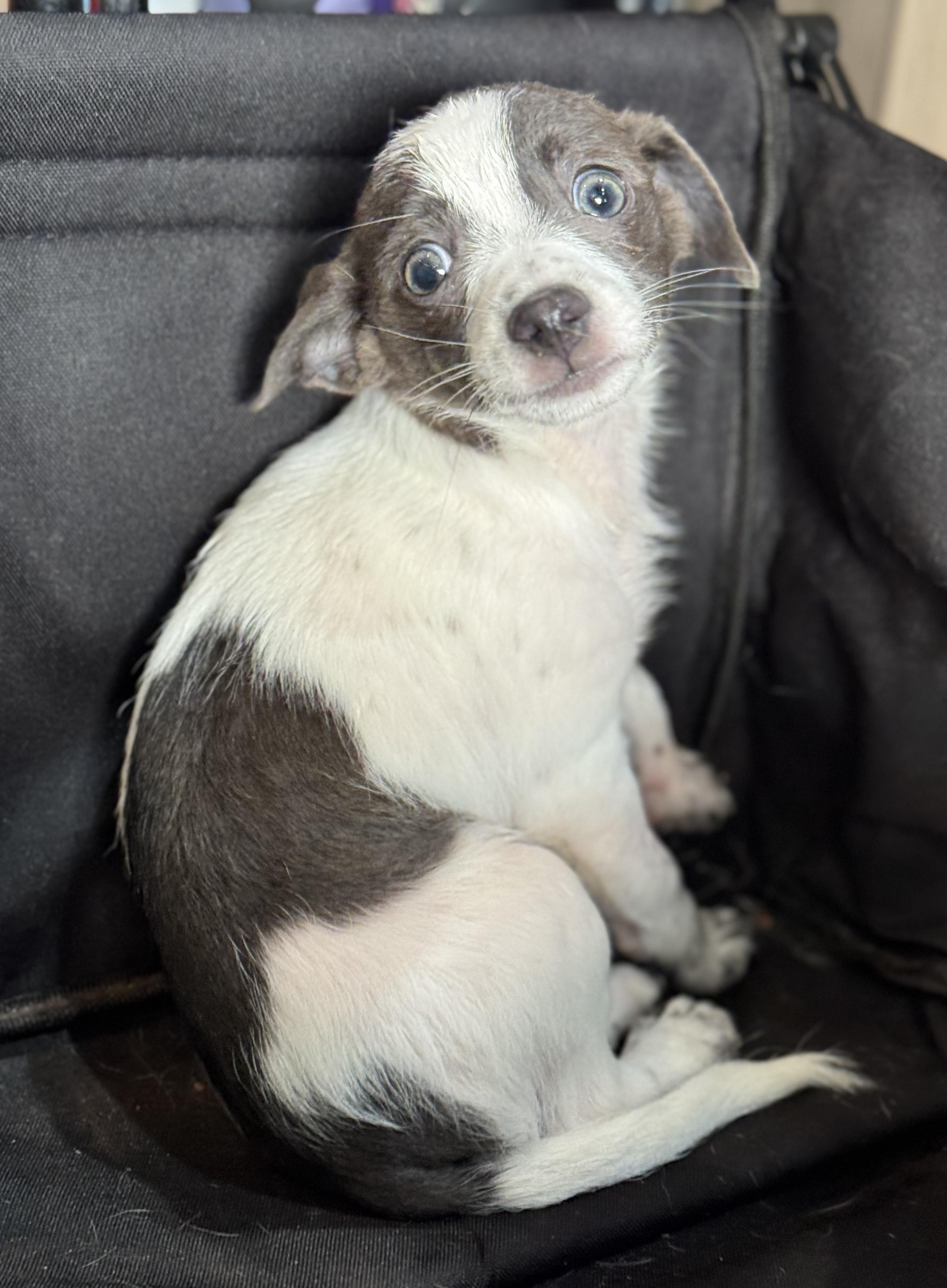 Sam Sniff, Baby Male Chihuahua