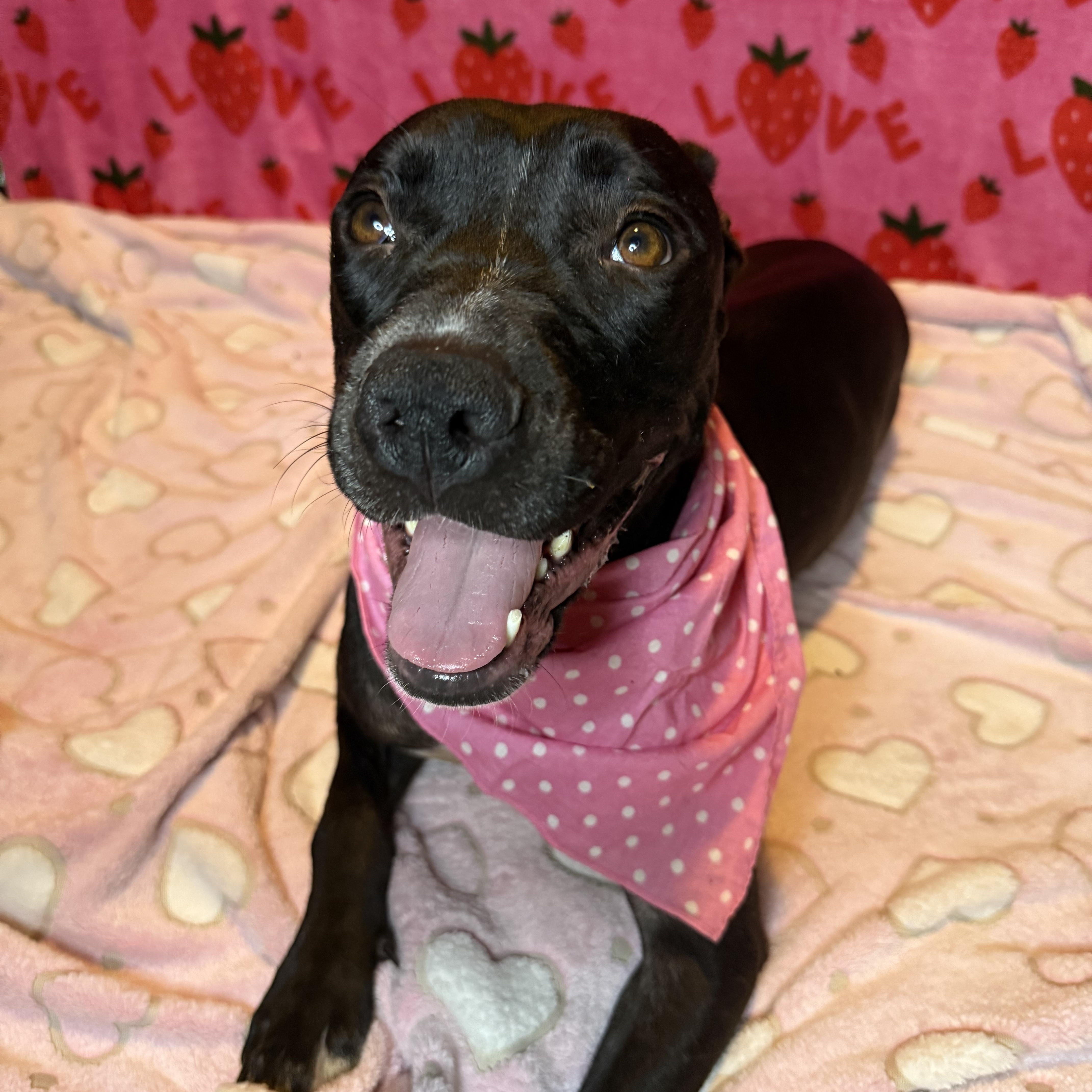Enlarge Lucy, a Adoptable mixed breed in Vineyard Haven, MA image 6/6