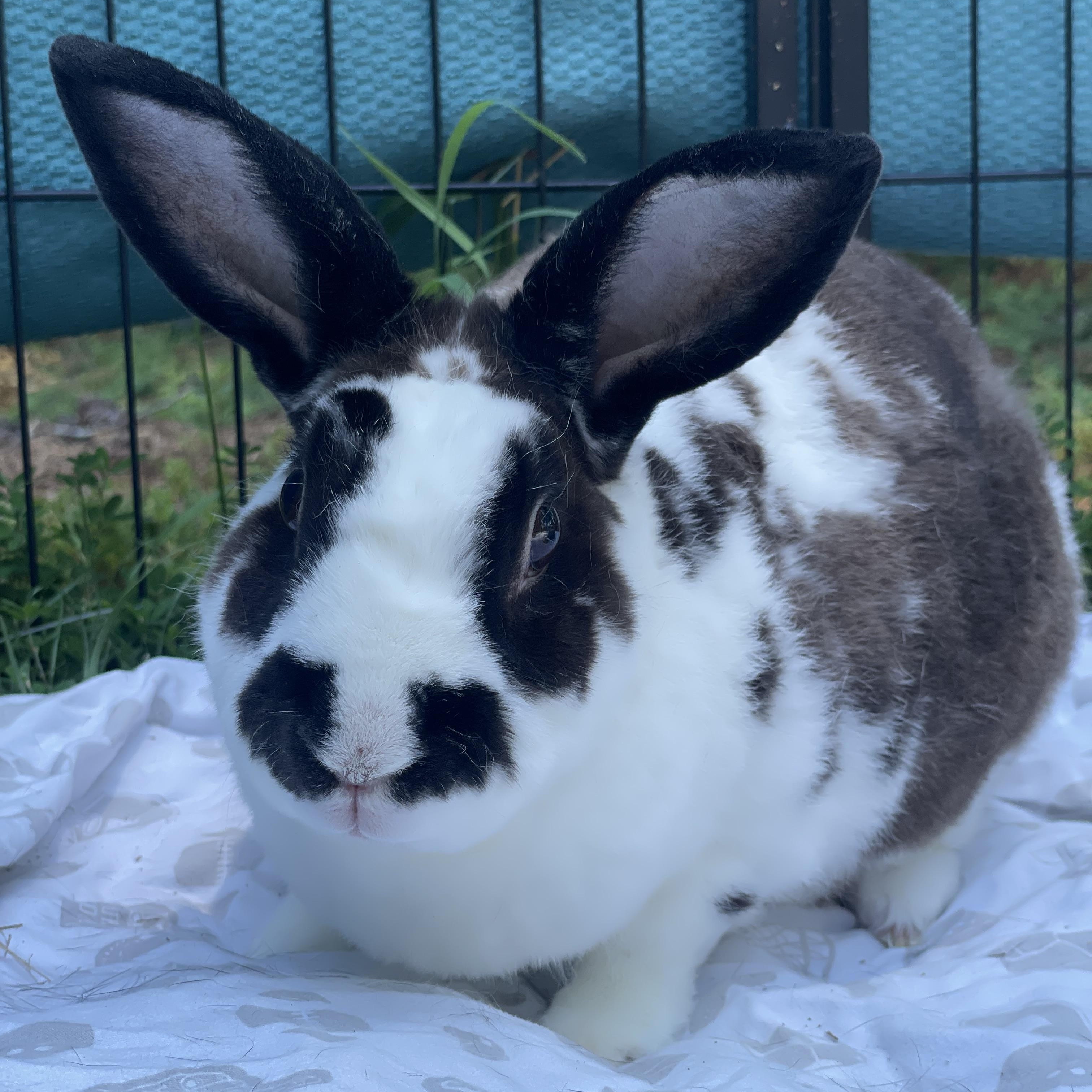 Enlarge Buddy, a Adoptable Rex in Oxford, GA image 2/2