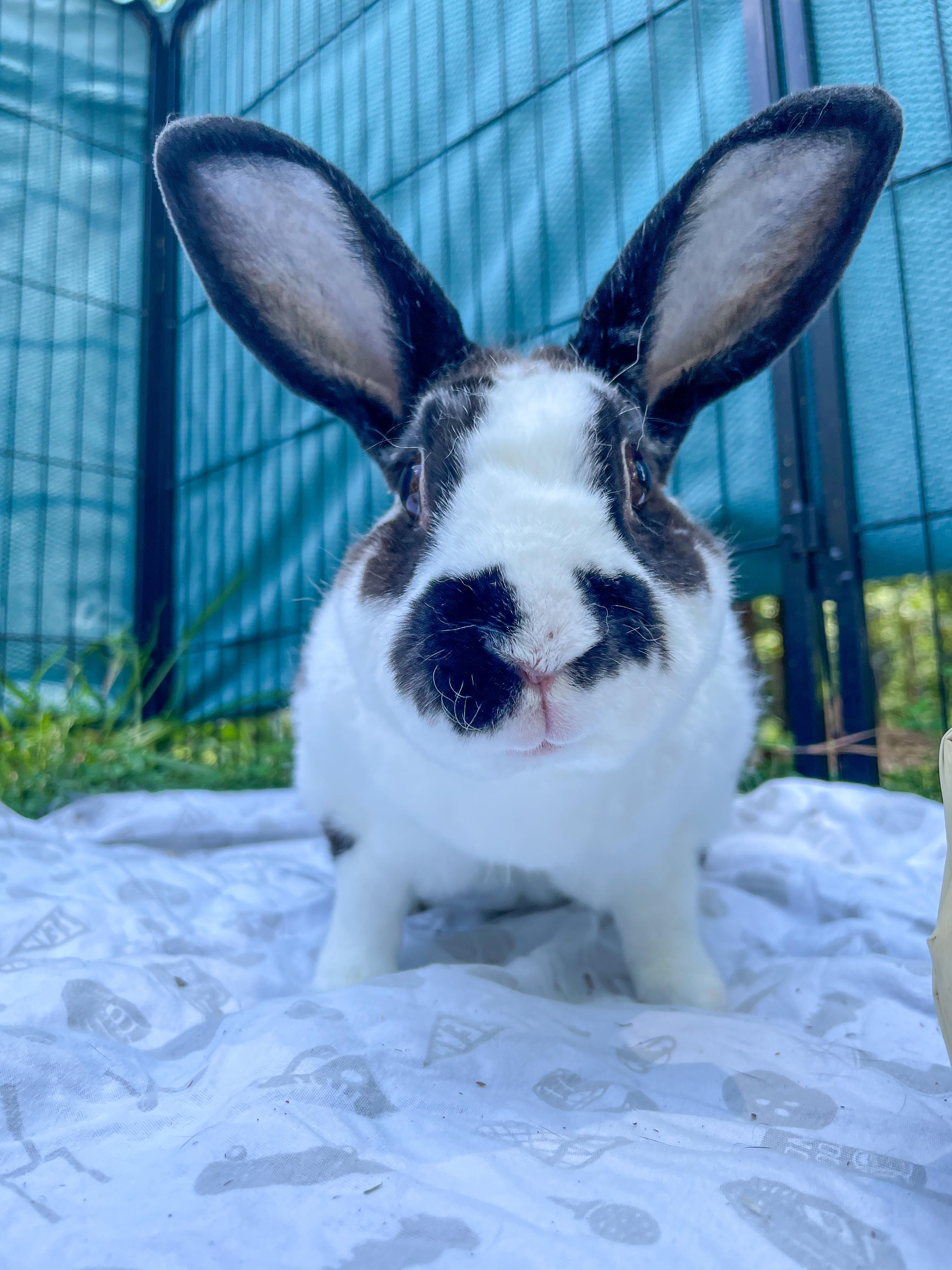 Buddy, Adoptable, Adult Male Rex.