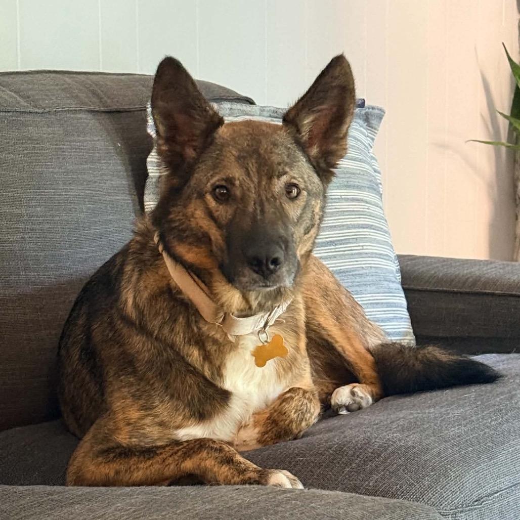 Willa, Adoptable, Adult Female Plott Hound & Mixed Breed.
