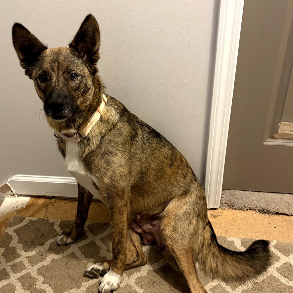 Willa, Adoptable, Adult Female Plott Hound & Mixed Breed.