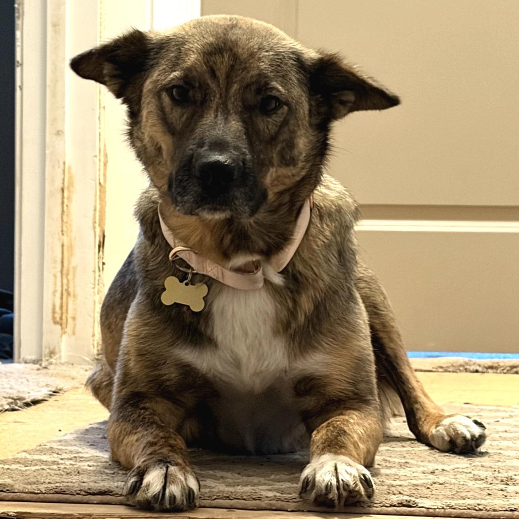 Enlarge Willa, a Adoptable mixed breed in Ferndale, MI image 3/5