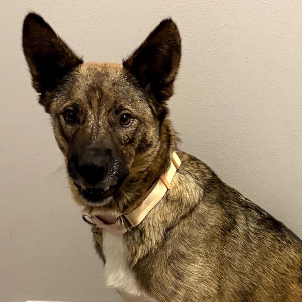 Enlarge Willa, a Adoptable mixed breed in Ferndale, MI image 4/5