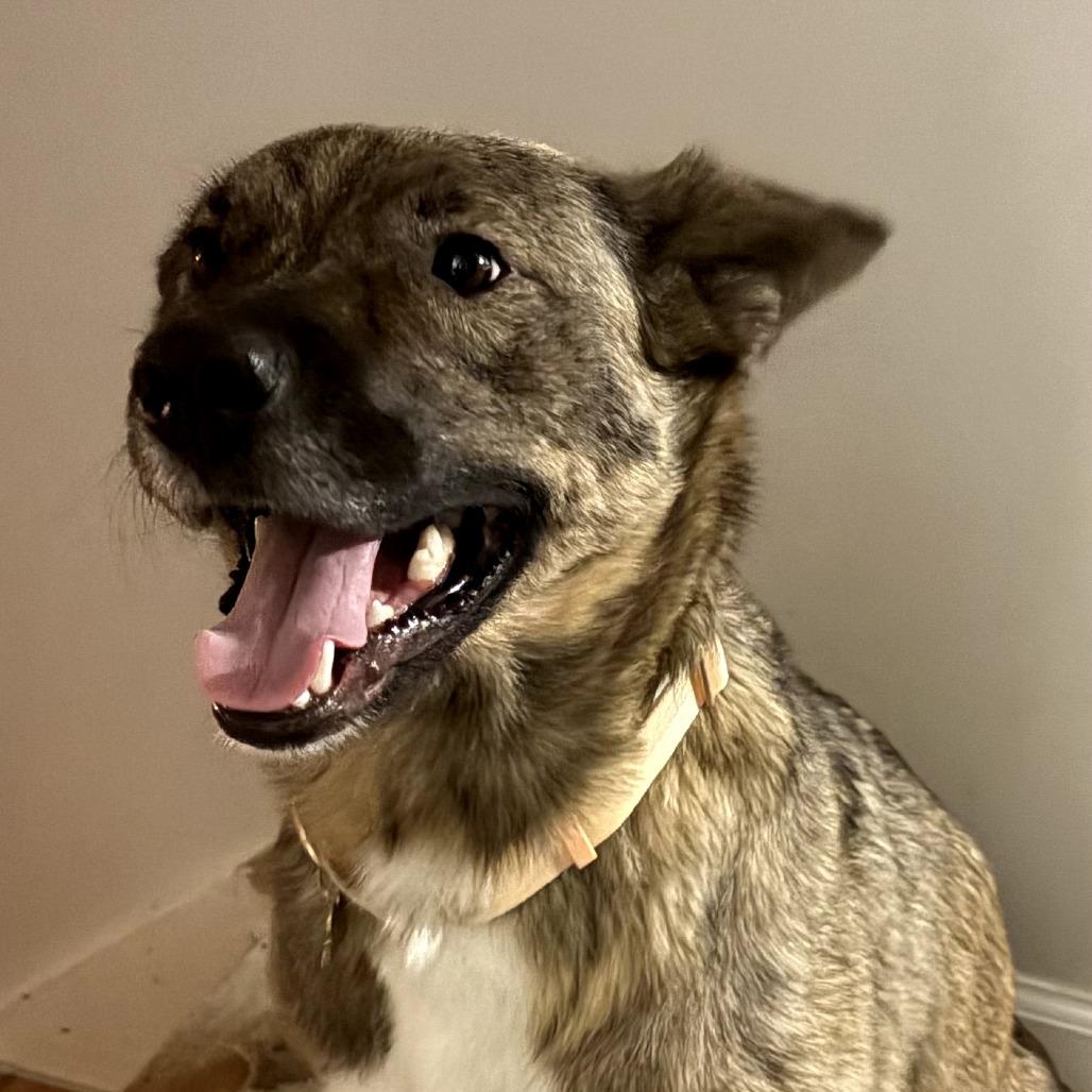Enlarge Willa, a Adoptable mixed breed in Ferndale, MI image 5/5