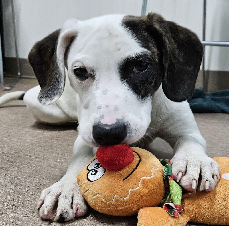 Brilee, Adoptable, Adult Female Catahoula Leopard Dog & Hound.