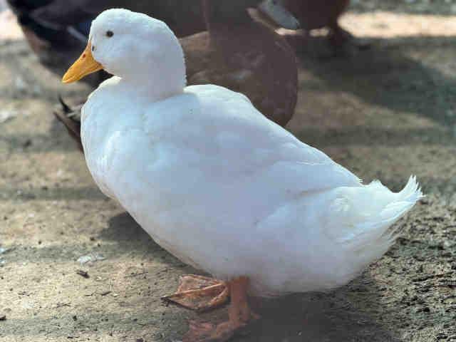 A1952370, Adoptable, Adult Male Duck.