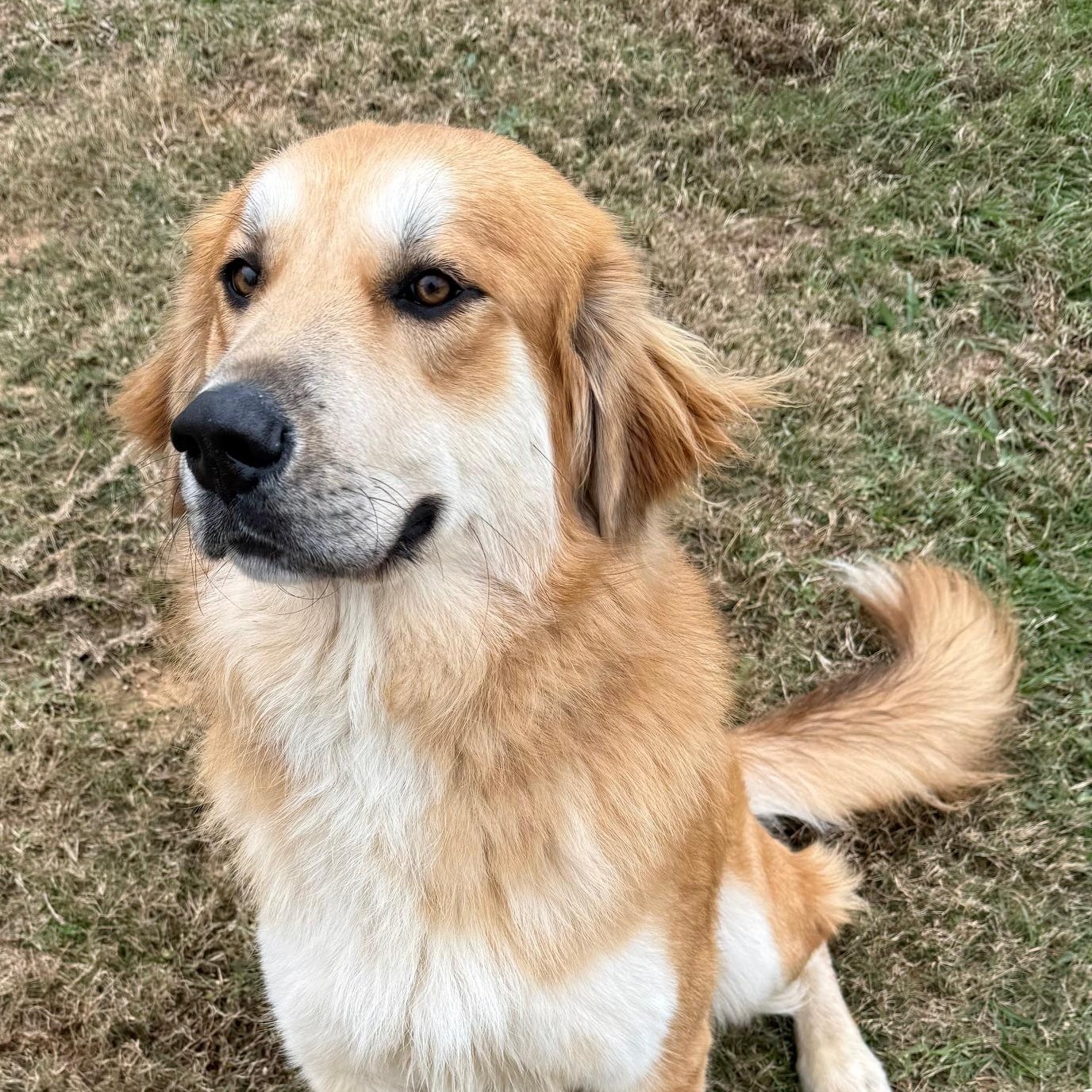 Enlarge Toby, an adopted mixed breed in New Canaan, CT image 1/6
