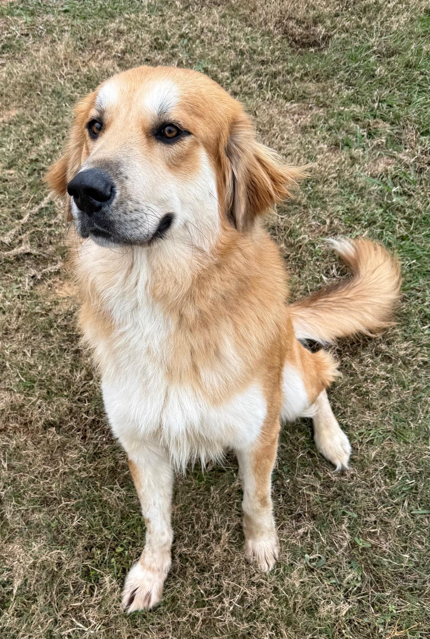 Toby, a ADOPTABLE mixed breed in New Canaan, CT image 1/6