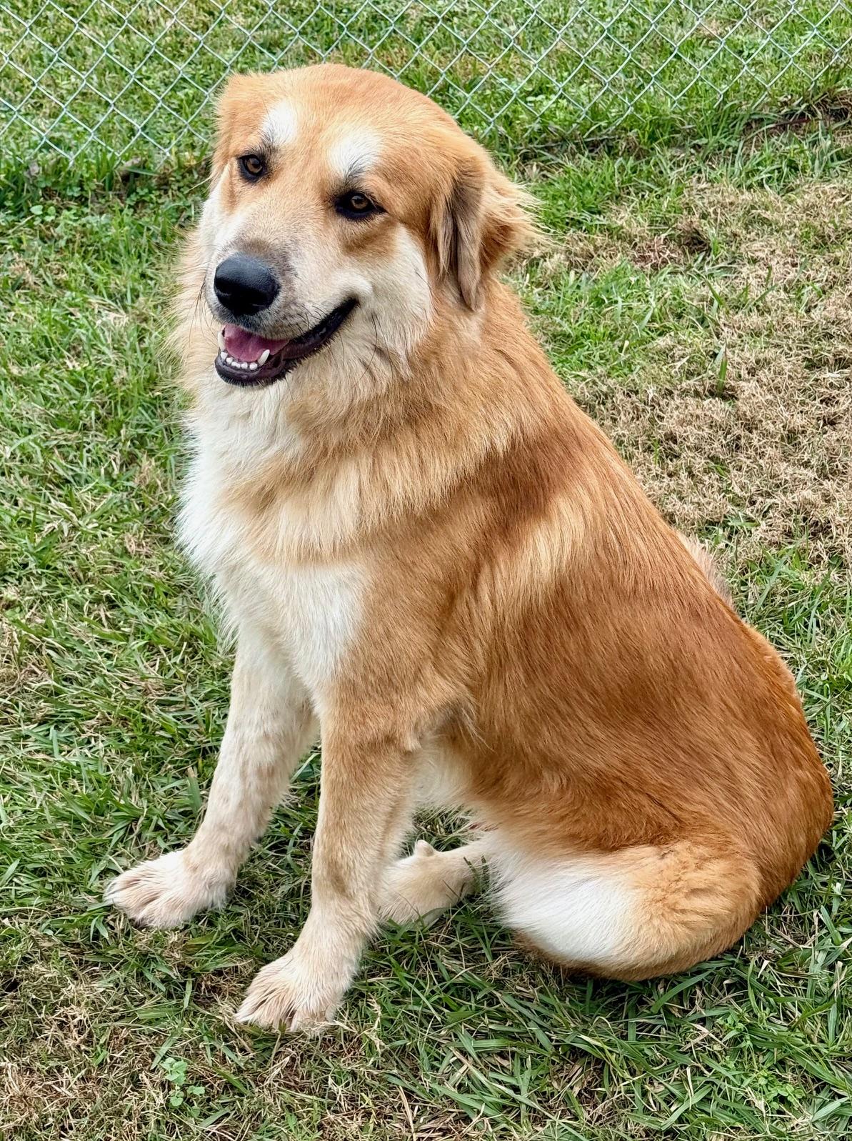 Toby, a ADOPTABLE mixed breed in New Canaan, CT image 2/6