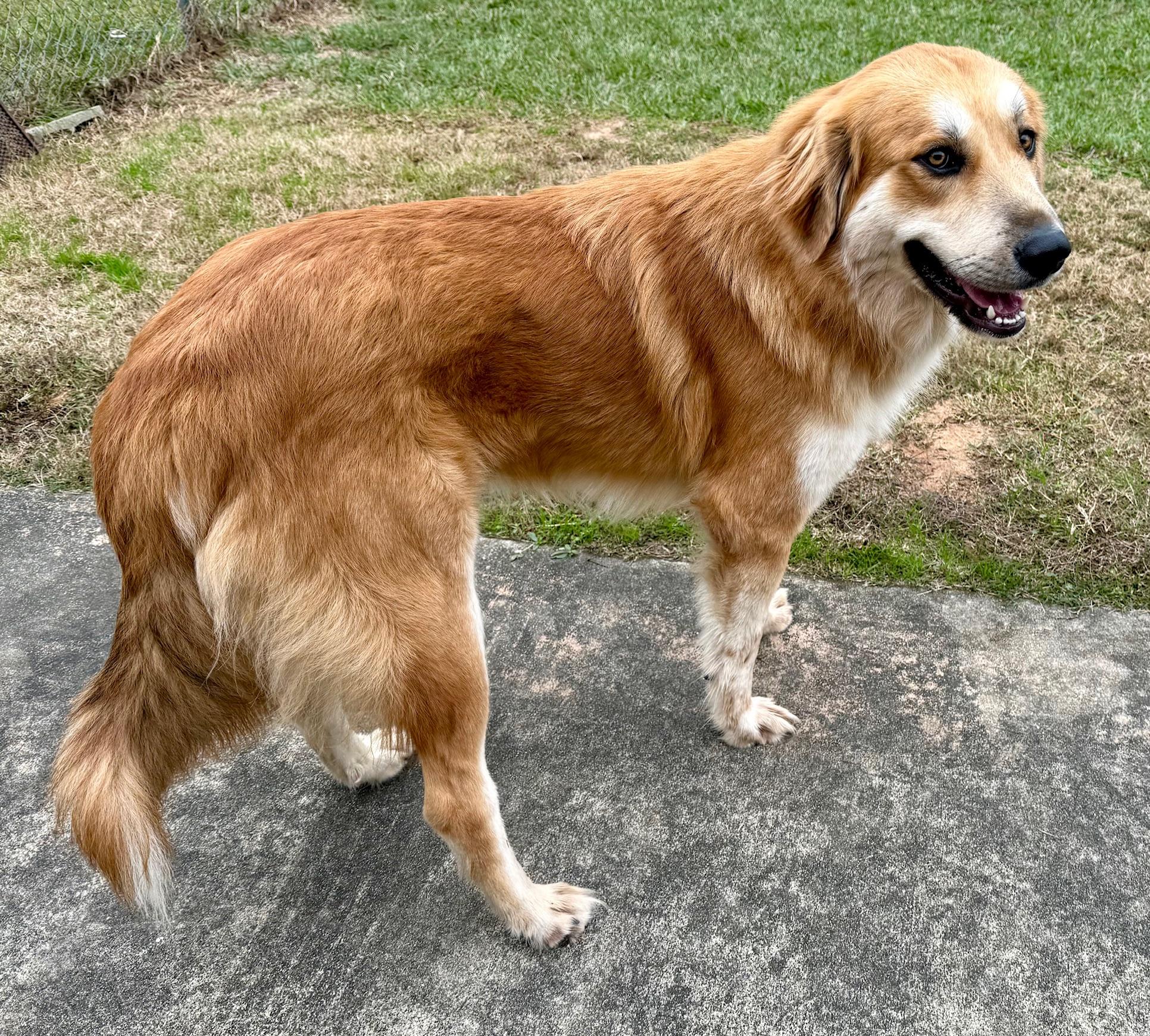 Toby, a ADOPTABLE mixed breed in New Canaan, CT image 3/6